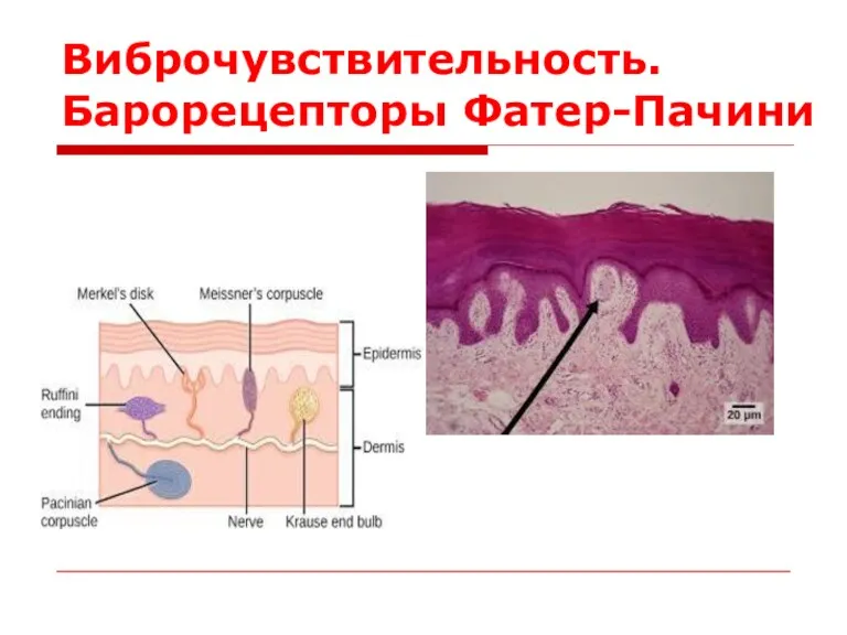 Виброчувствительность. Барорецепторы Фатер-Пачини