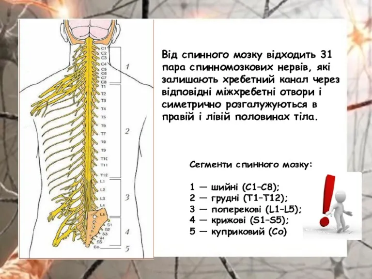 Від спинного мозку відходить 31 пара спинномозкових нервів, які залишають