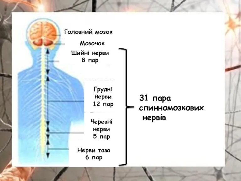 Головний мозок Мозочок Шийні нерви 8 пар Грудні нерви 12