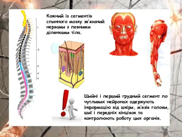 Кожний із сегментів спинного мозку зв’язаний нервами з певними ділянками