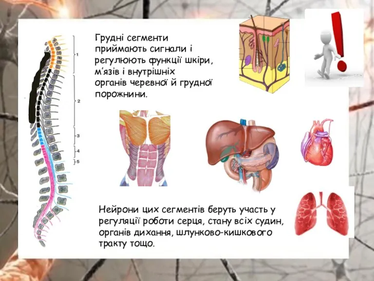 Грудні сегменти приймають сигнали і регулюють функції шкіри, м’язів і