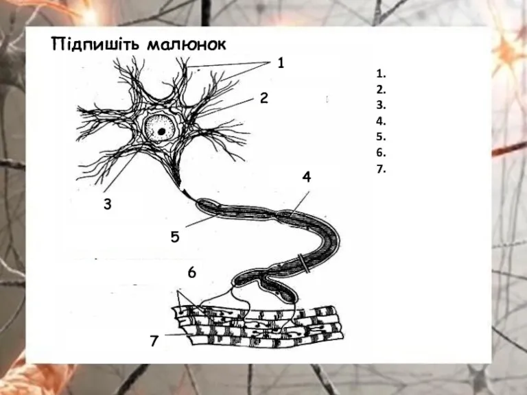 1 2 3 4 5 6 7 Підпишіть малюнок 1. 2. 3. 4. 5. 6. 7.