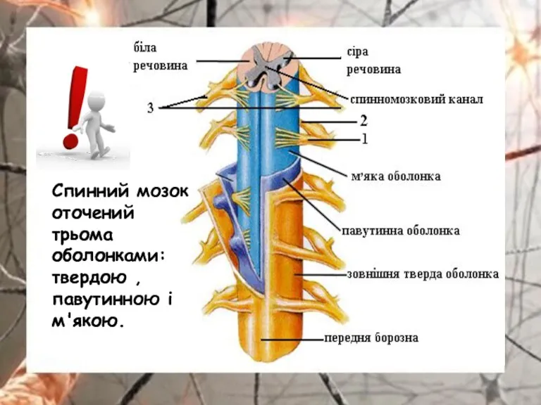 Спинний мозок оточений трьома оболонками: твердою , павутинною і м'якою.