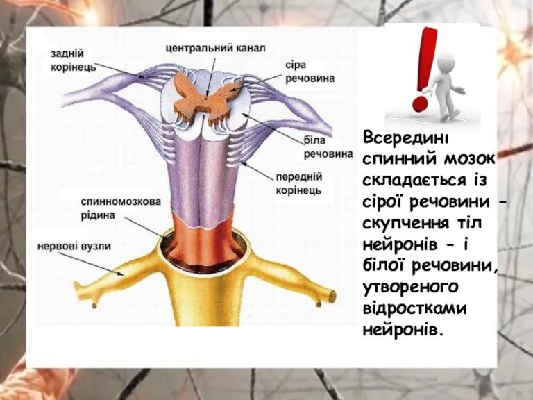 Всередині спинний мозок складається із сірої речовини - скупчення тіл