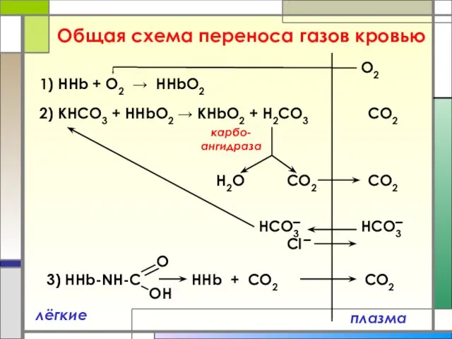 Общая схема переноса газов кровью плазма лёгкие 1) ННb + O2 → HHbO2
