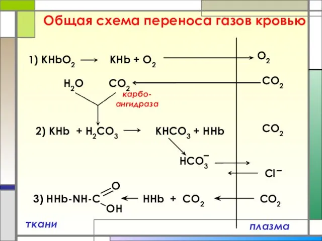 Общая схема переноса газов кровью плазма ткани 1) КHbO2 КНb + O2 2)