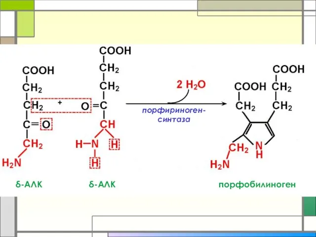 + порфириноген-синтаза δ-АЛК δ-АЛК порфобилиноген