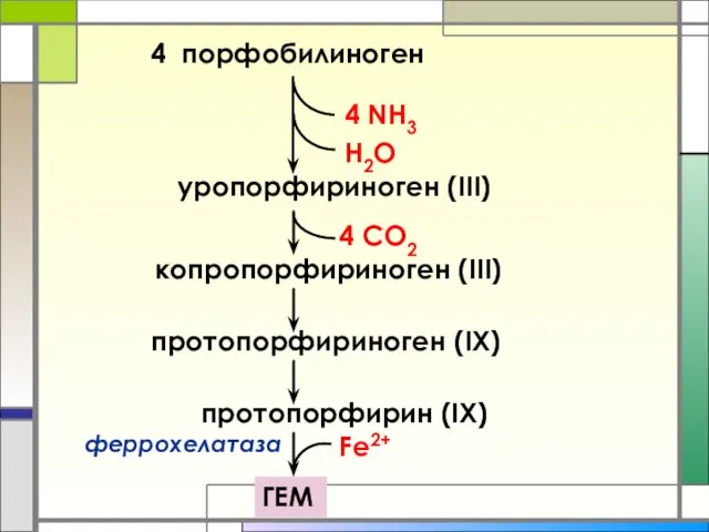 4 порфобилиноген 4 NH3 H2O уропорфириноген (III) копропорфириноген (III) протопорфириноген (IХ) 4 СО2