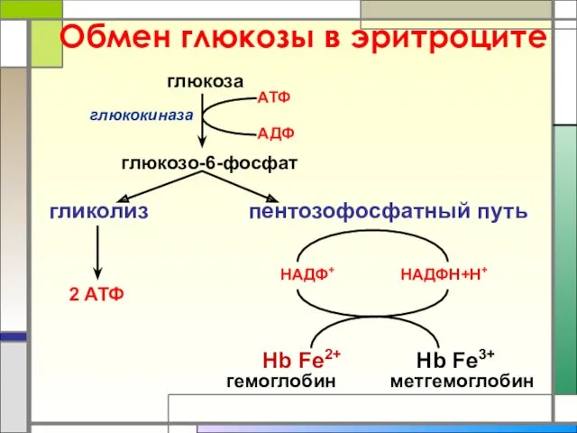 Обмен глюкозы в эритроците глюкоза глюкозо-6-фосфат гликолиз пентозофосфатный путь АТФ АДФ глюкокиназа 2