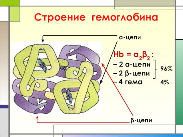 Строение гемоглобина α-цепи β-цепи Hb = α2β2 : – 2