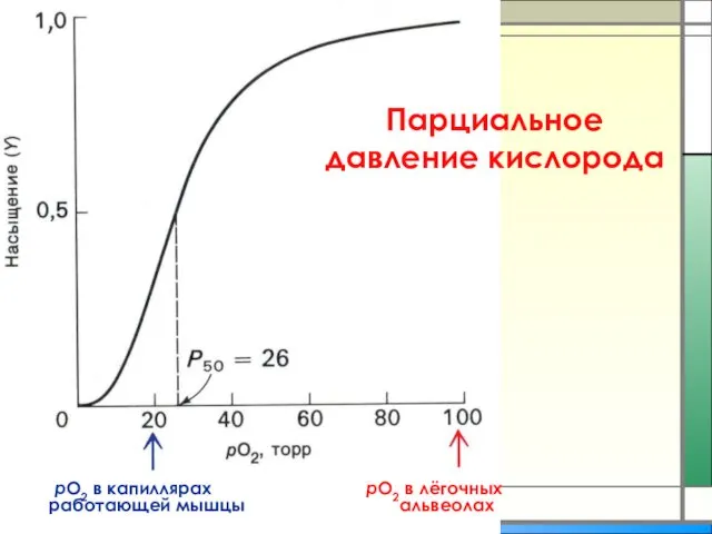 рО2 в капиллярах рО2 в лёгочных работающей мышцы альвеолах Парциальное давление кислорода