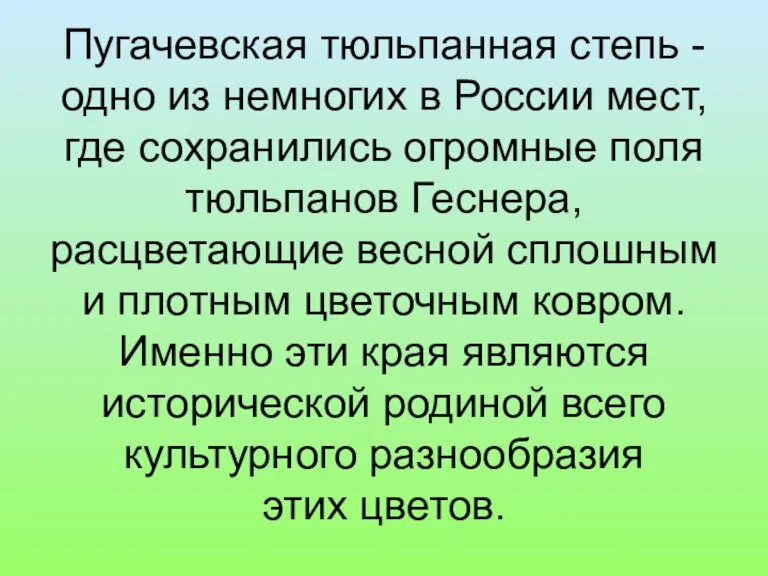 Пугачевская тюльпанная степь - одно из немногих в России мест,