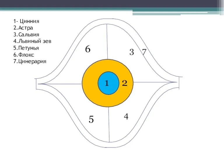 1- Цинния 2.Астра 3.Сальвия 4.Львиный зев 5.Петунья 6.Флокс 7.Цинерария 1 2 4 3 7 5 6