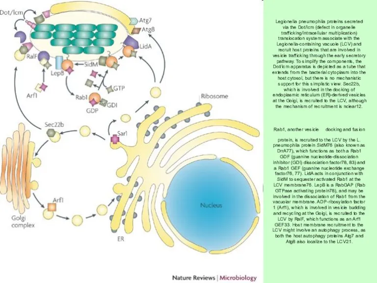 Legionella pneumophila proteins secreted via the Dot/Icm (defect in organelle