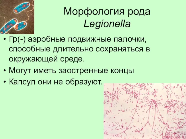 Морфология рода Legionella Гр(-) аэробные подвижные палочки, способные длительно сохраняться