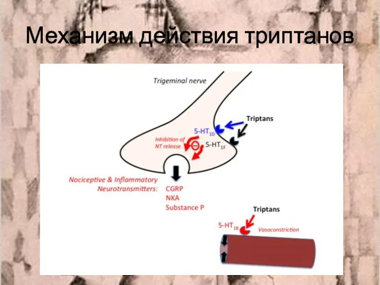 Механизм действия триптанов