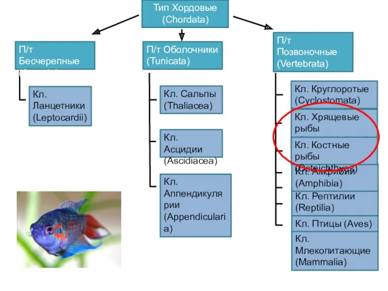 Тип Хордовые (Chordata) П/т Бесчерепные (Acrania) Кл. Рептилии (Reptilia) Кл.