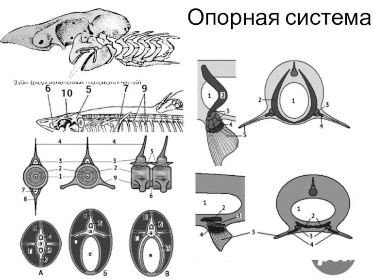 Опорная система