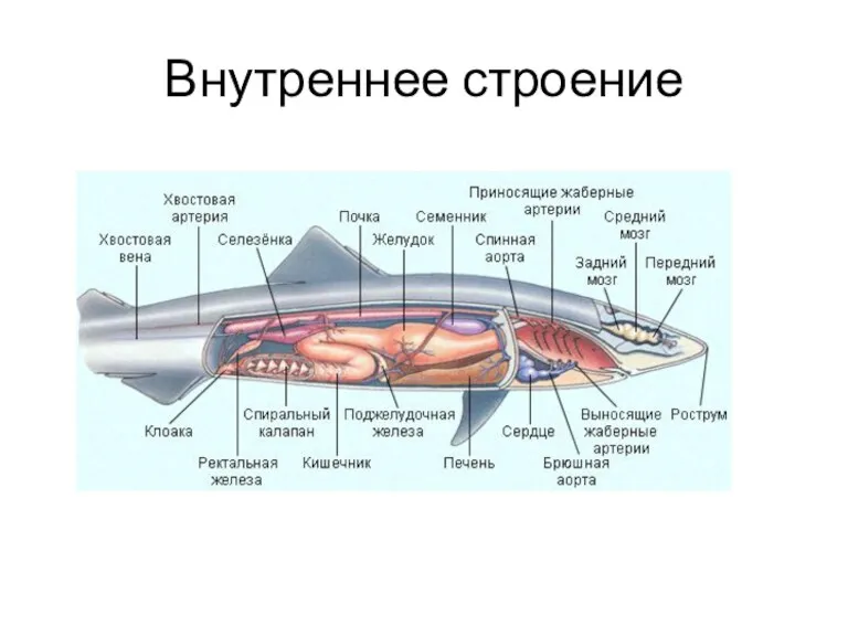 Внутреннее строение