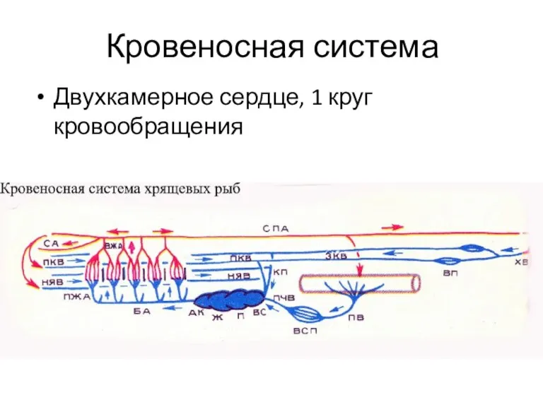 Кровеносная система Двухкамерное сердце, 1 круг кровообращения