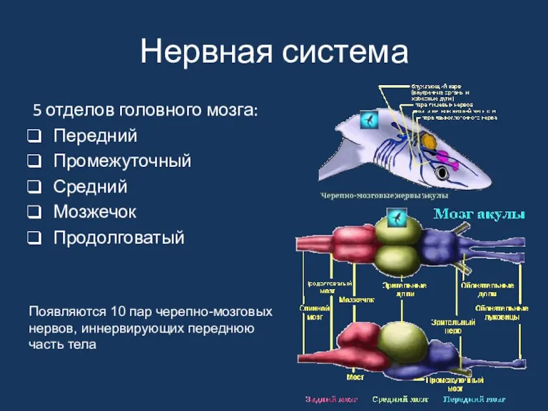 Нервная система 5 отделов головного мозга: Передний Промежуточный Средний Мозжечок