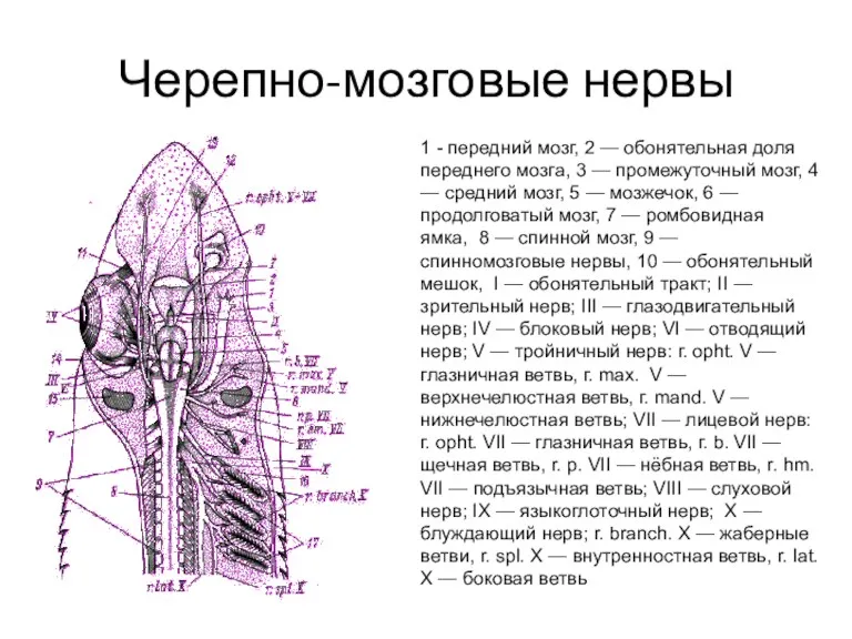 Черепно-мозговые нервы 1 - передний мозг, 2 — обонятельная доля