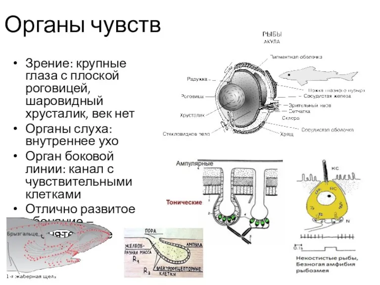 Органы чувств Зрение: крупные глаза с плоской роговицей, шаровидный хрусталик,