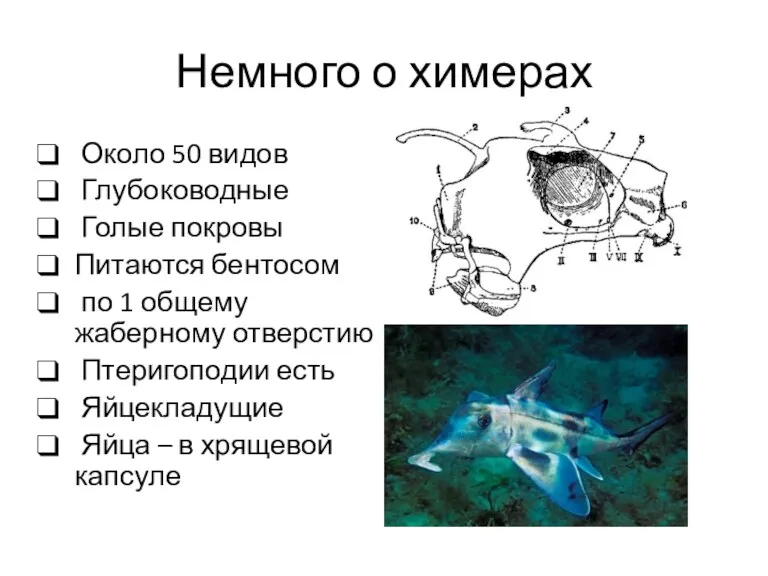 Немного о химерах Около 50 видов Глубоководные Голые покровы Питаются