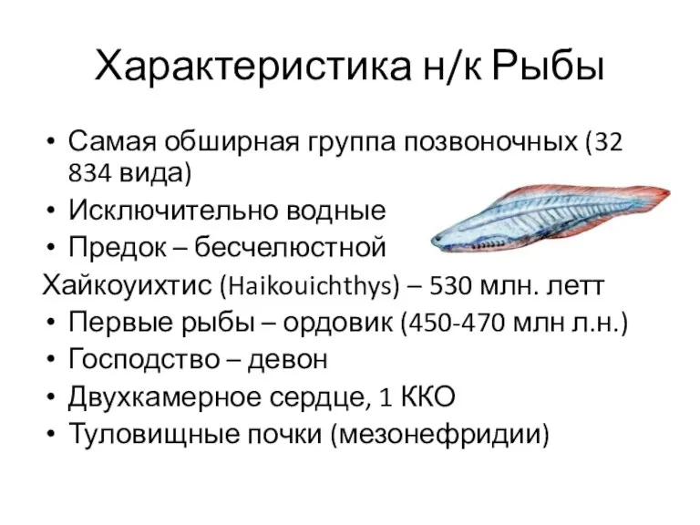 Характеристика н/к Рыбы Самая обширная группа позвоночных (32 834 вида)