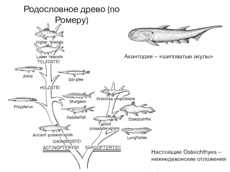 Родословное древо (по Ромеру) Акантодии – «шиповатые акулы» Настоящие Osteichthyes – нижнедевонские отложения