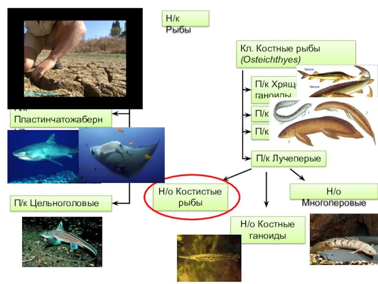 П/к Кистеперые Н/к Рыбы Кл. Хрящевые рыбы (Chondrichthyes) Кл. Костные