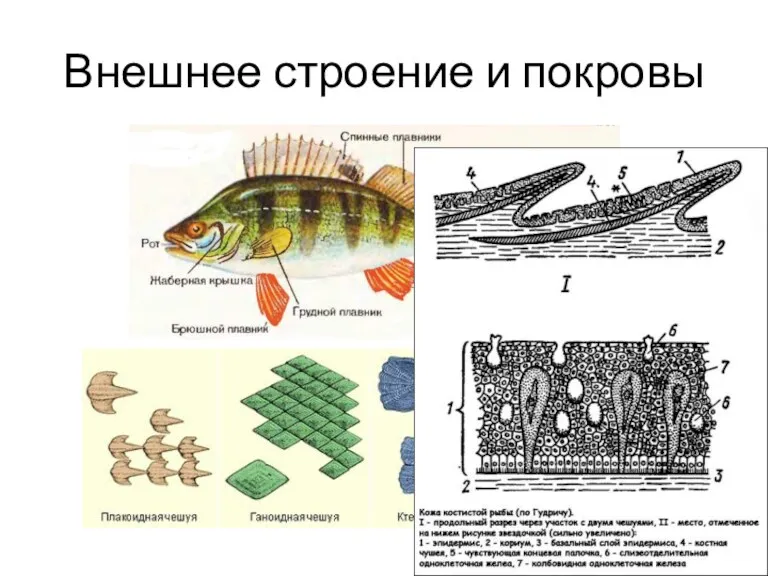 Внешнее строение и покровы