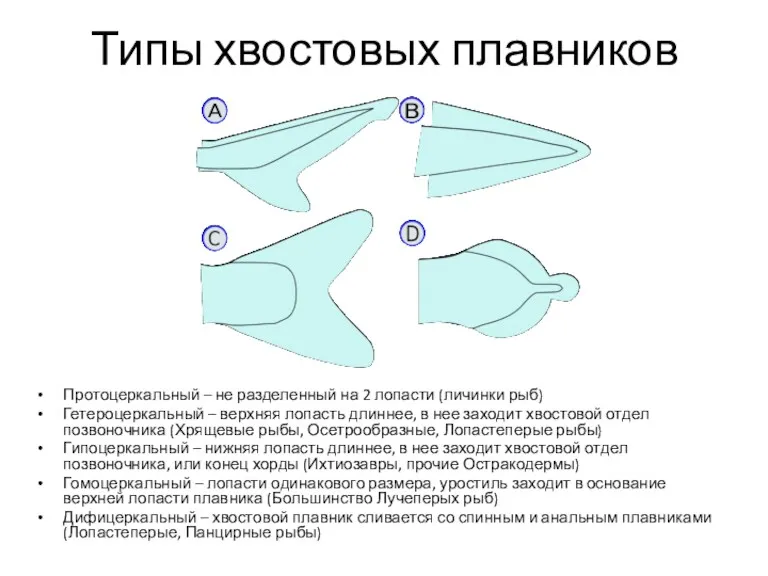 Типы хвостовых плавников Протоцеркальный – не разделенный на 2 лопасти