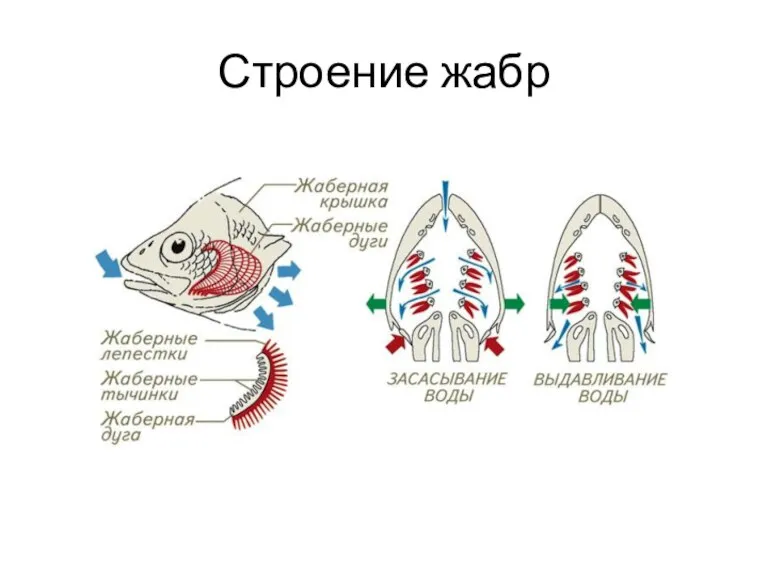 Строение жабр