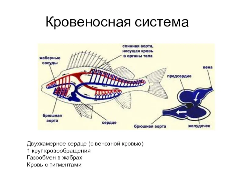 Кровеносная система Двухкамерное сердце (с венозной кровью) 1 круг кровообращения Газообмен в жабрах Кровь с пигментами