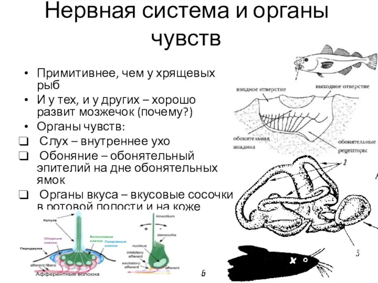 Нервная система и органы чувств Примитивнее, чем у хрящевых рыб