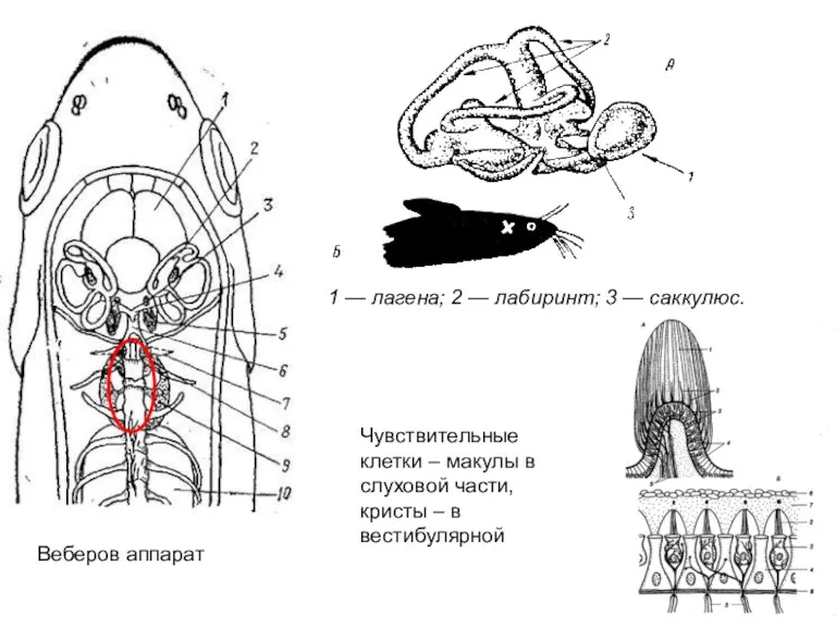 Веберов аппарат 1 — лагена; 2 — лабиринт; 3 —