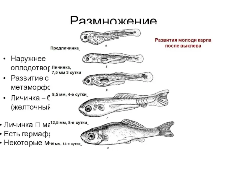 Размножение Наружнее оплодотворение Развитие с метаморфозом Личинка – без рта