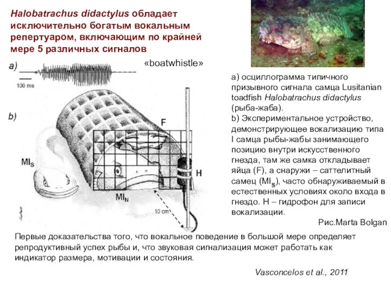 а) осциллограмма типичного призывного сигнала самца Lusitanian toadfish Halobatrachus didactylus