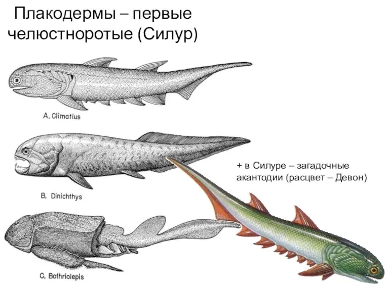 Плакодермы – первые челюстноротые (Силур) + в Силуре – загадочные акантодии (расцвет – Девон)