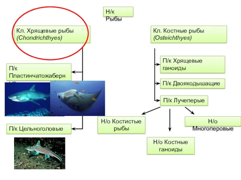 Н/к Рыбы Кл. Хрящевые рыбы (Chondrichthyes) Кл. Костные рыбы (Osteichthyes)