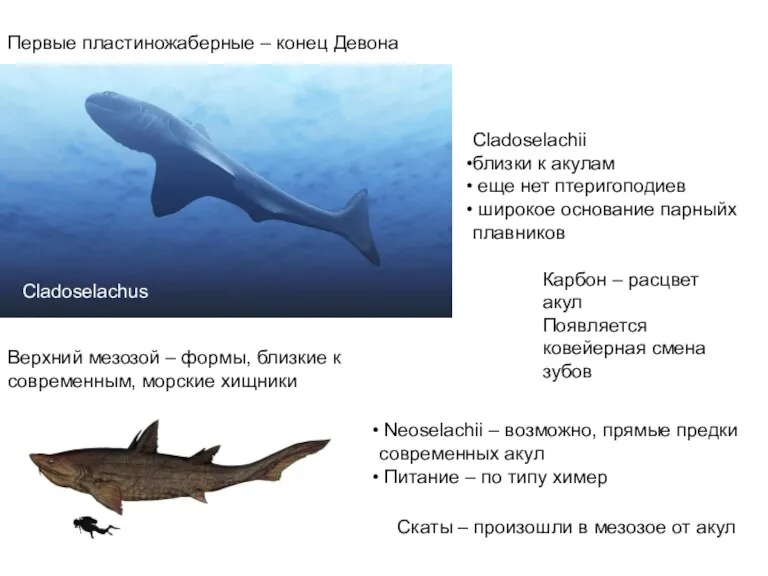 Первые пластиножаберные – конец Девона Cladoselachus Cladoselachii близки к акулам