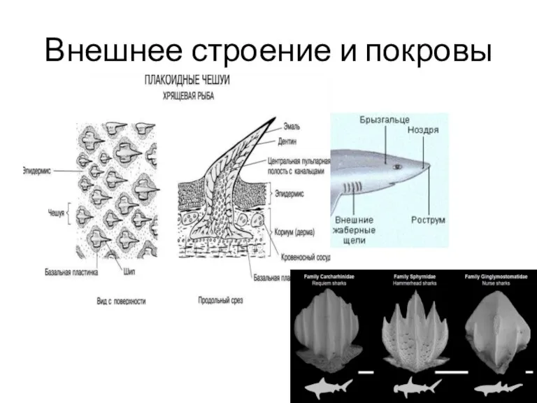 Внешнее строение и покровы