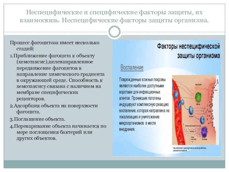 Неспецифические и специфические факторы защиты, их взаимосвязь. Неспецифические факторы защиты