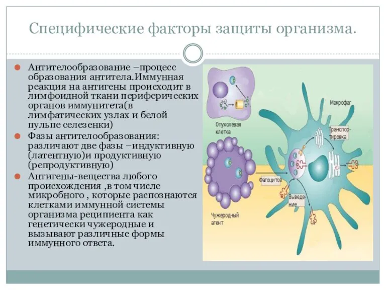 Специфические факторы защиты организма. Антителообразование –процесс образования антитела.Иммунная реакция на