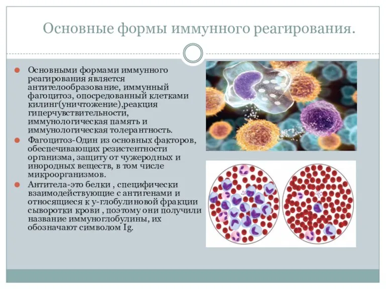 Основные формы иммунного реагирования. Основными формами иммунного реагирования является антителообразование,