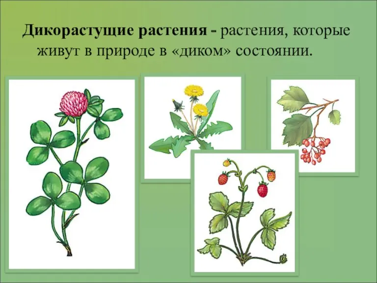 Дикорастущие растения - растения, которые живут в природе в «диком» состоянии.