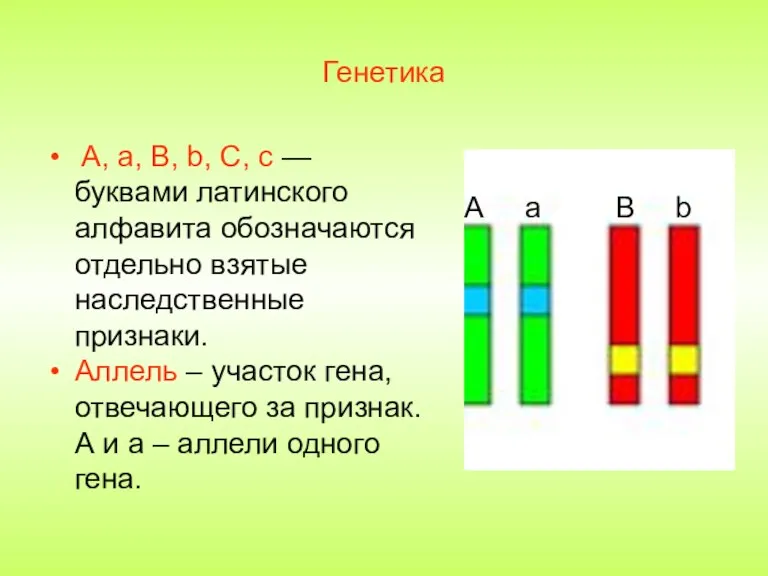 Генетика A, a, B, b, C, c — буквами латинского