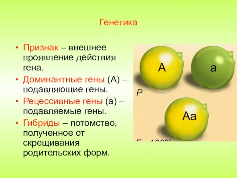 Генетика Признак – внешнее проявление действия гена. Доминантные гены (А)