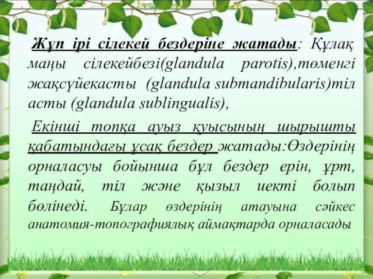 Жұп ірі сілекей бездеріне жатады: Құлақ маңы сілекейбезі(glandula parotis),төменгі жақсүйекасты